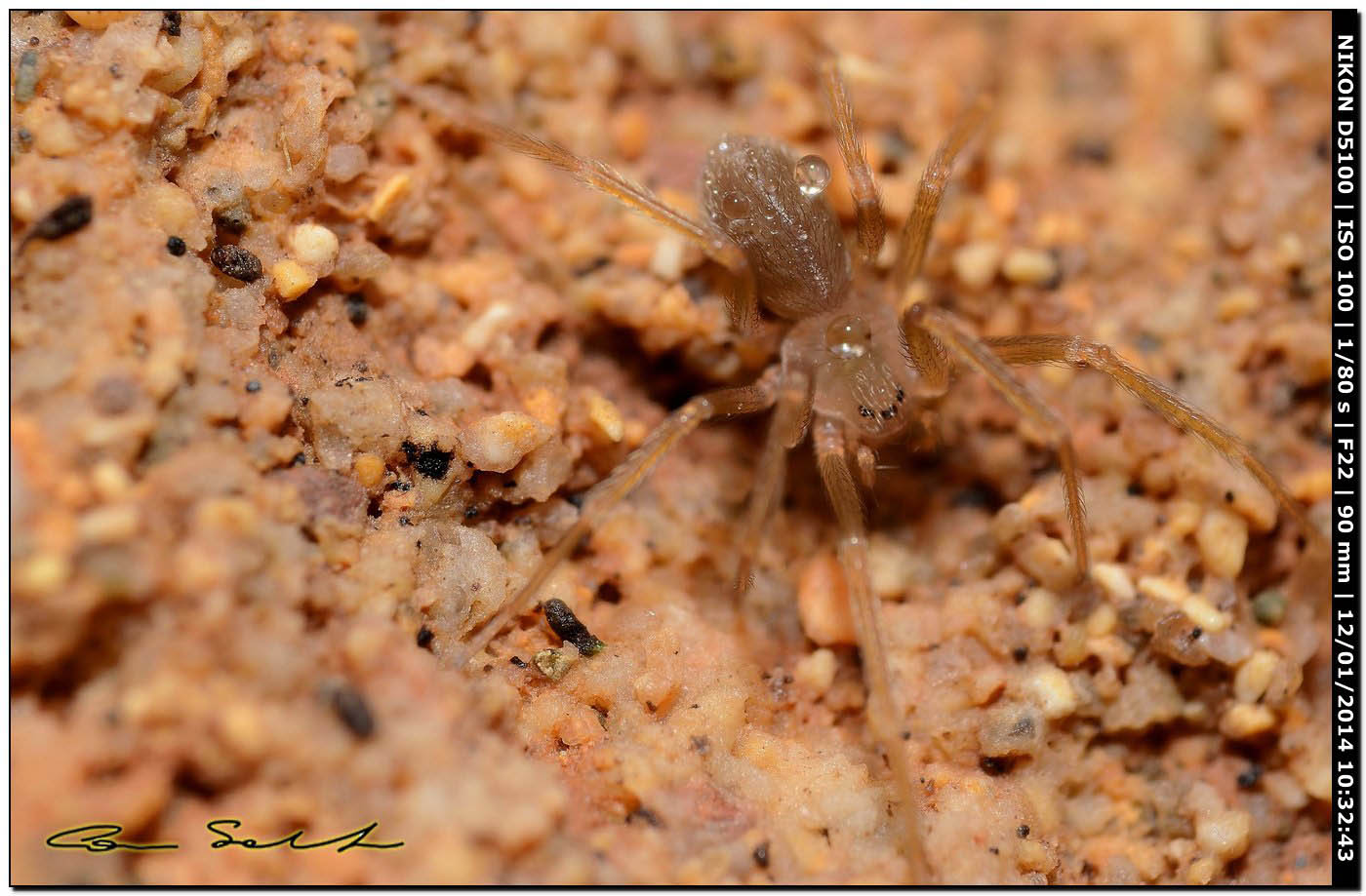 Giovane Loxosceles rufescens - Alghero (SS)